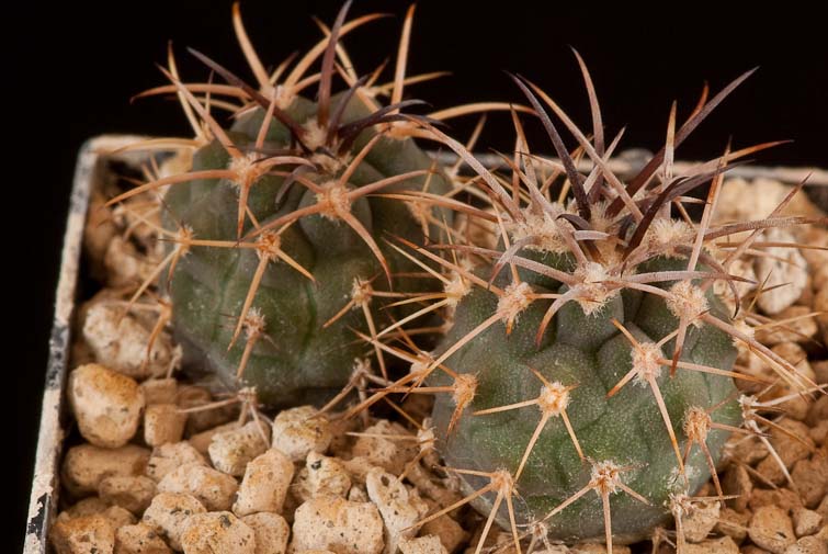 Gymnocalycium catamarcense P 72